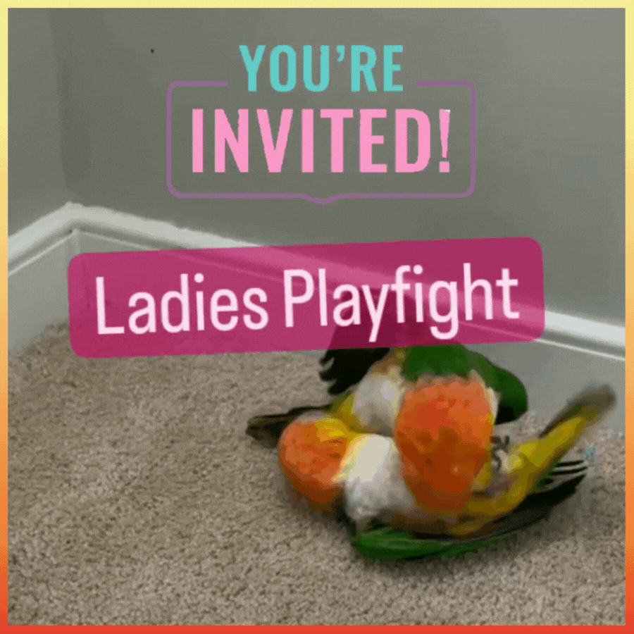 WtP_Playfight_G-n-M